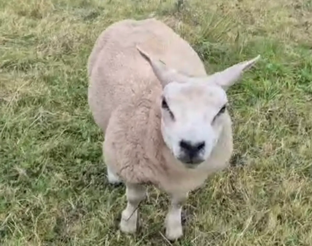 SIS Pedigree Texel Ram - Image 2