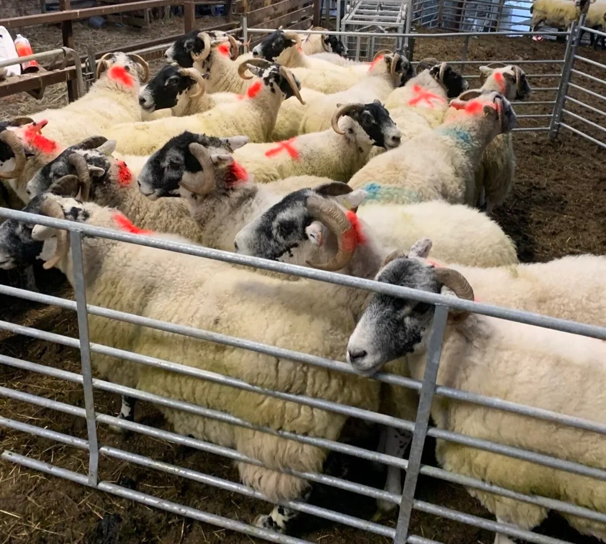 Lanark ewes - Image 3