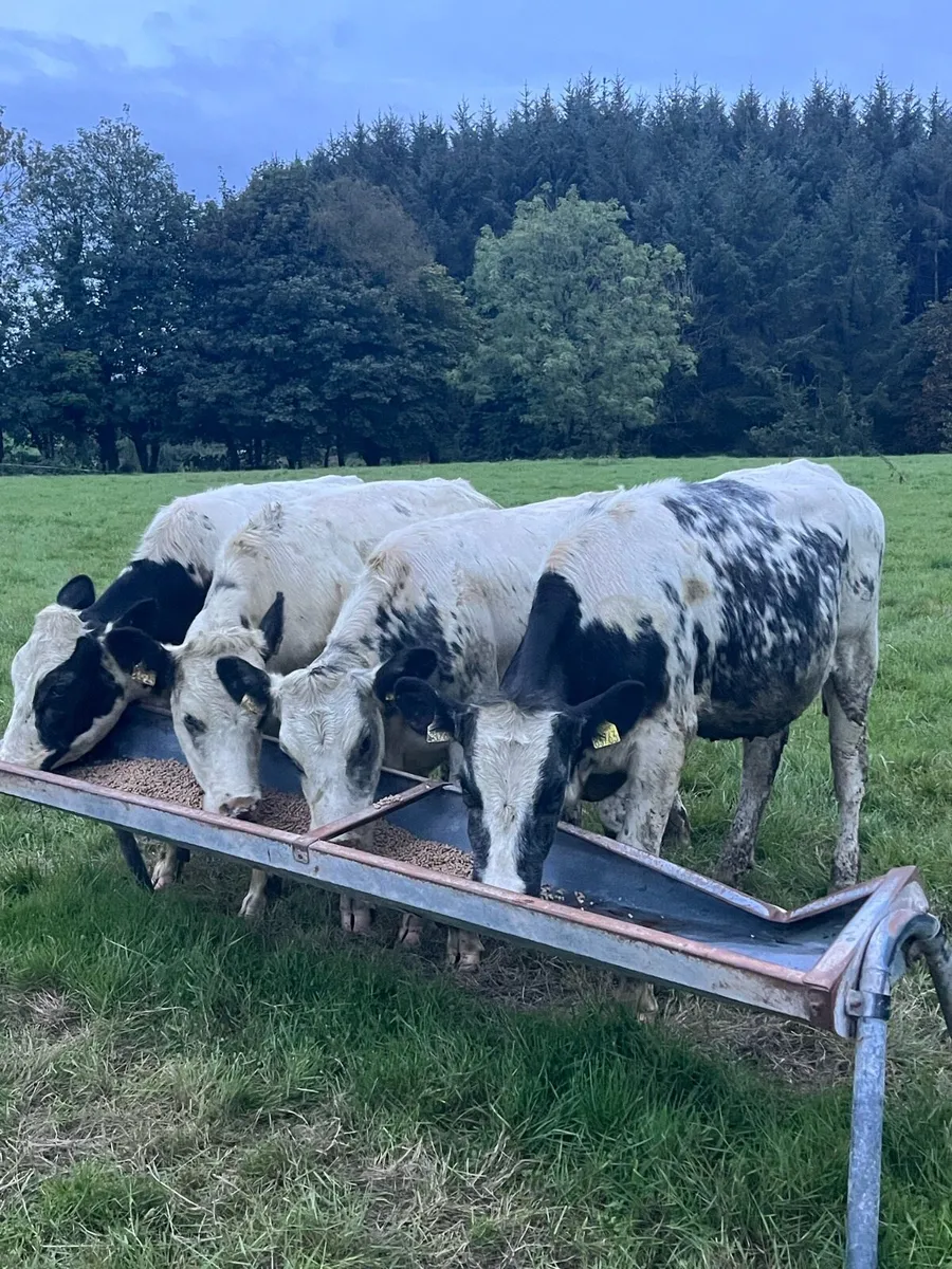4 Belguim blue heifers (340kg) - Image 1