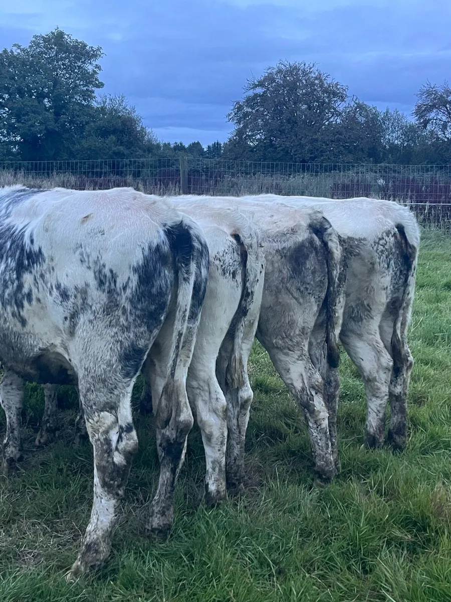 4 Belguim blue heifers (340kg) - Image 2