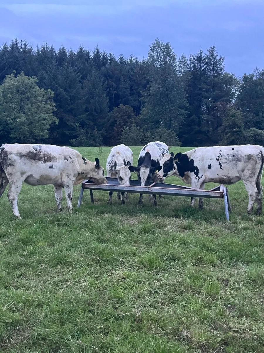 4 Belguim blue heifers (340kg) - Image 3