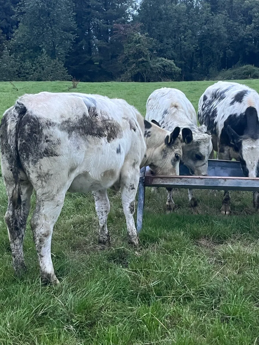 4 Belguim blue heifers (340kg) - Image 4