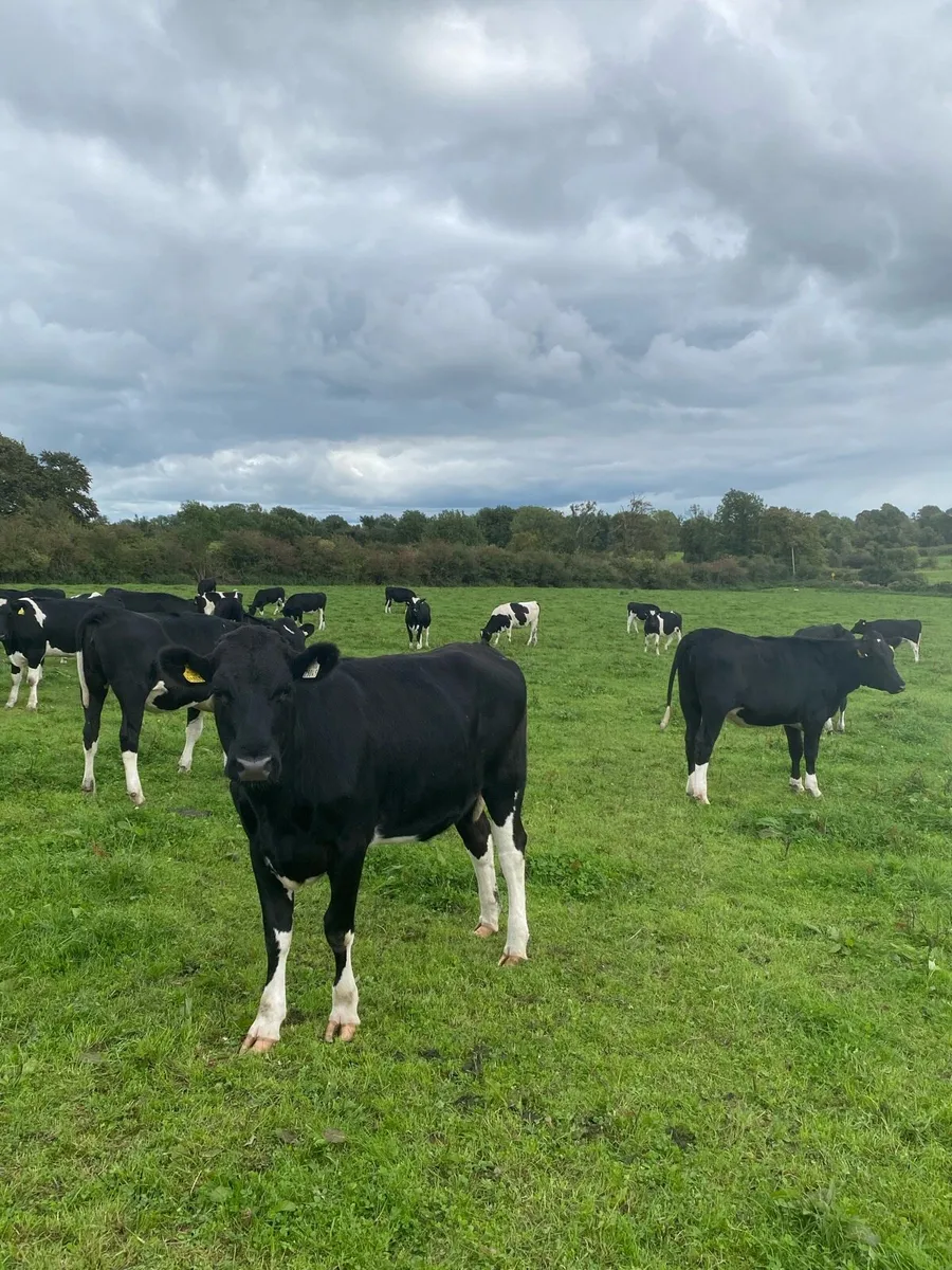 50 Holstein Maiden Heifers - Image 2