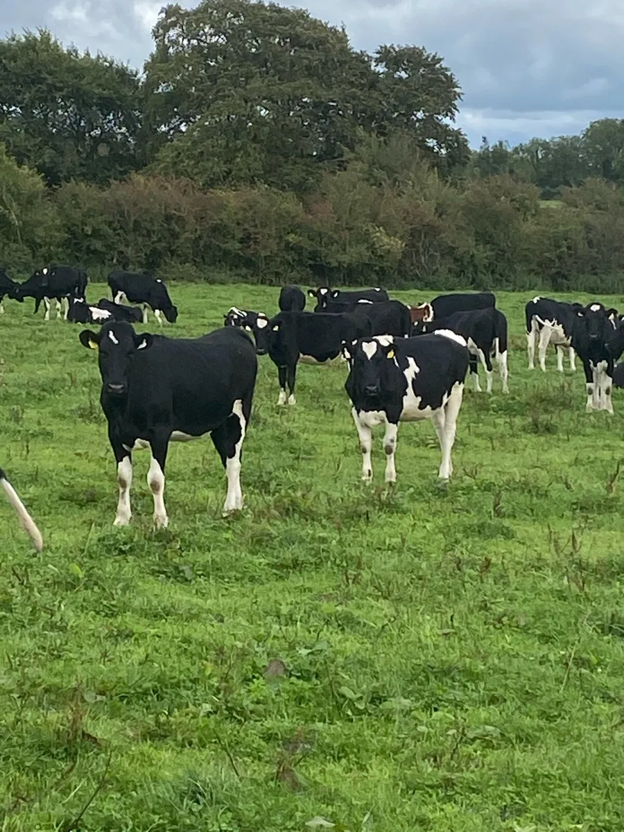 50 Holstein Maiden Heifers - Image 1