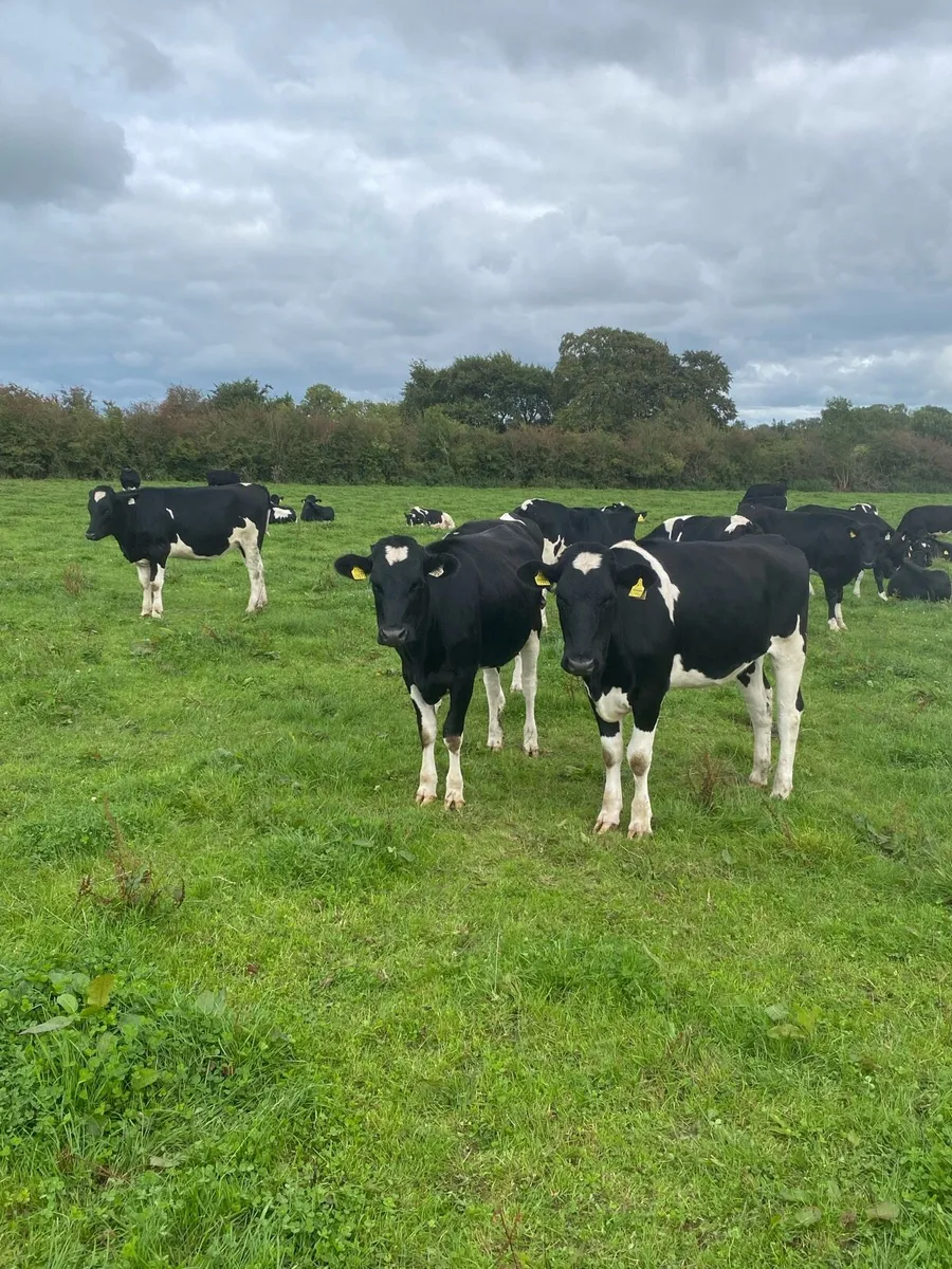 50 Holstein Maiden Heifers - Image 3