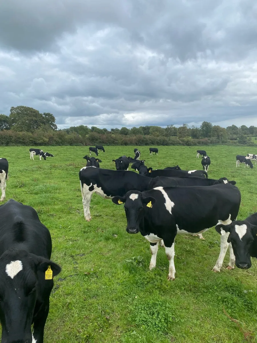 50 Holstein Maiden Heifers - Image 4