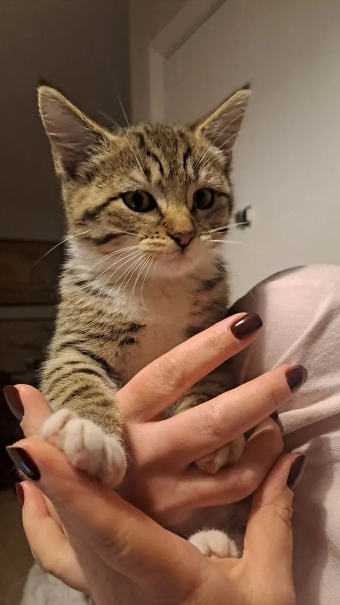 Kittens - Image 1