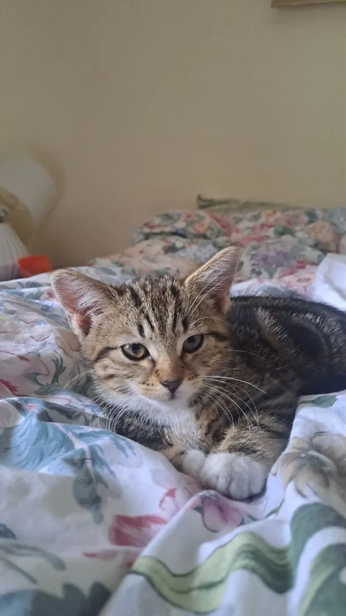 Kittens - Image 2