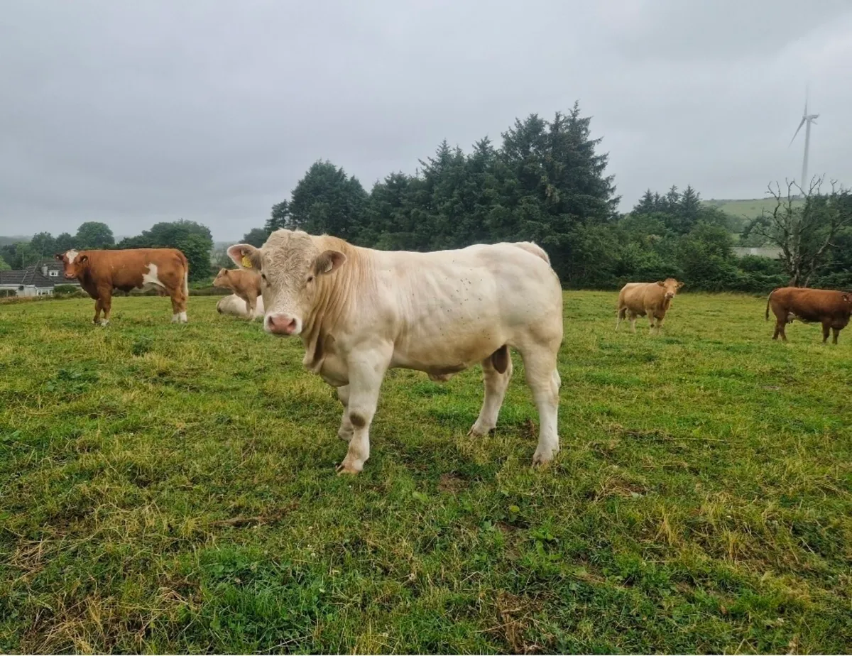 Charolais bull - Image 1