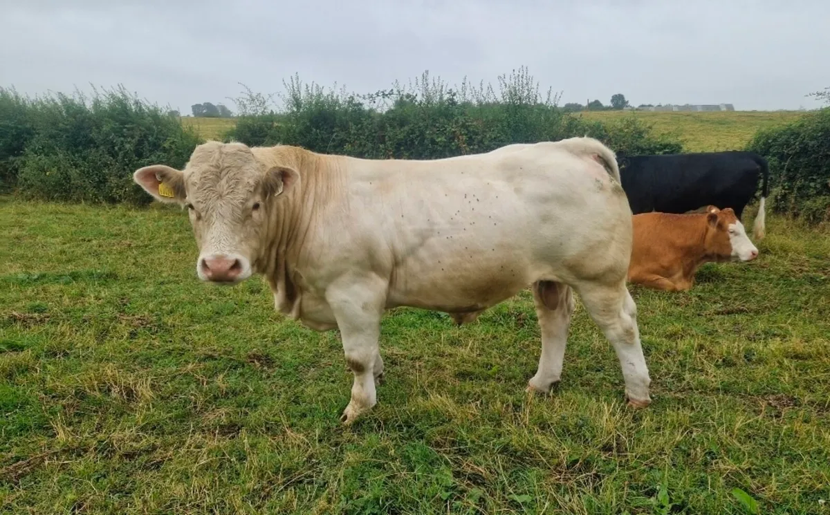 Charolais bull - Image 2