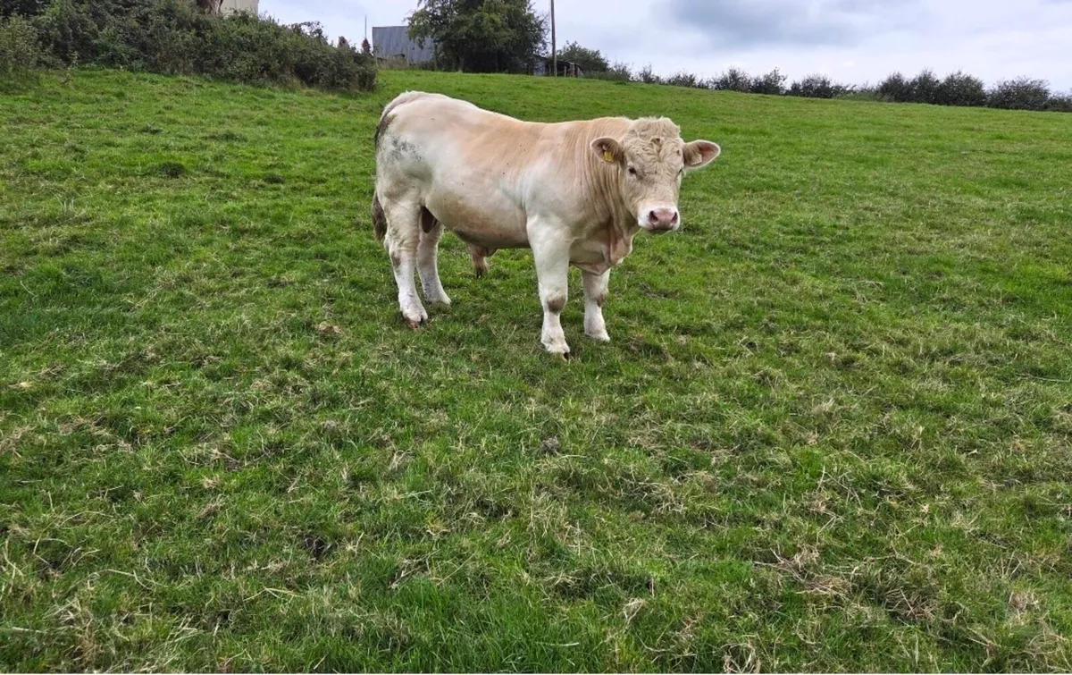 Charolais bull - Image 3