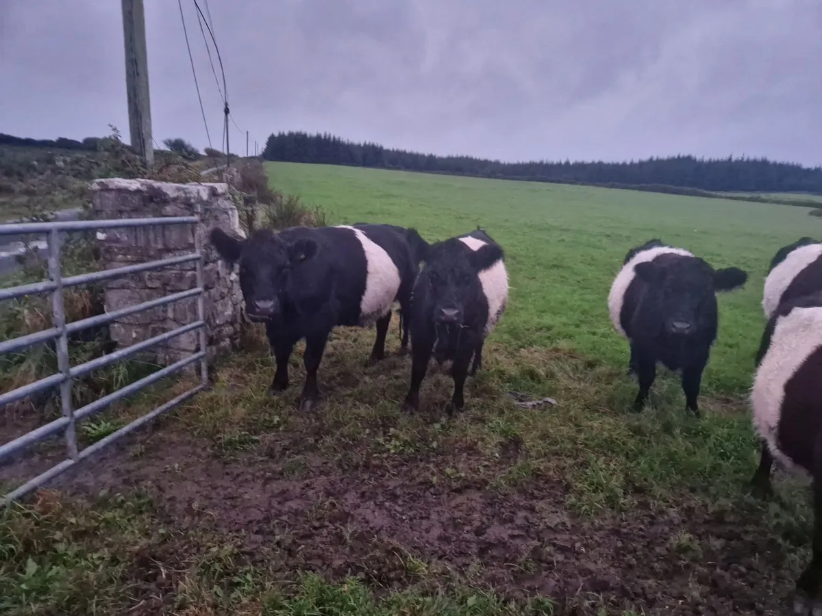 Belted galloway - Image 2