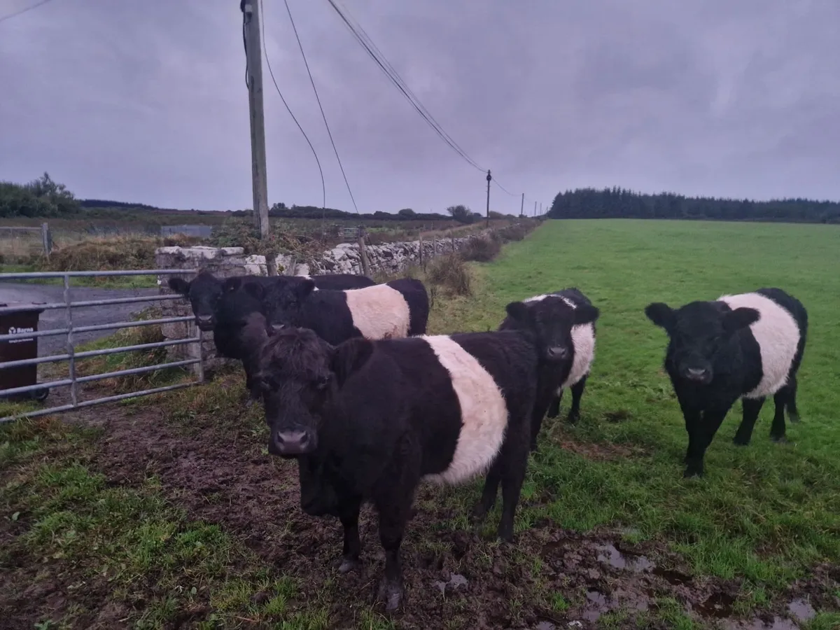 Belted galloway - Image 1