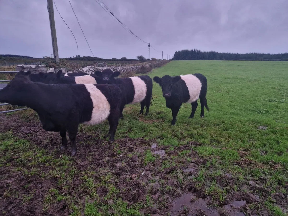 Belted galloway - Image 3