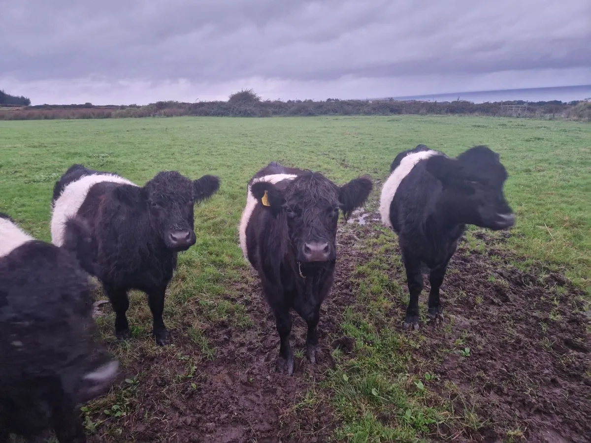 Belted galloway - Image 4