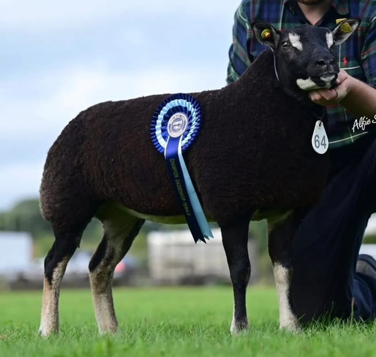 Badger Face Texel & Dutch Spotted lambs Available - Image 1