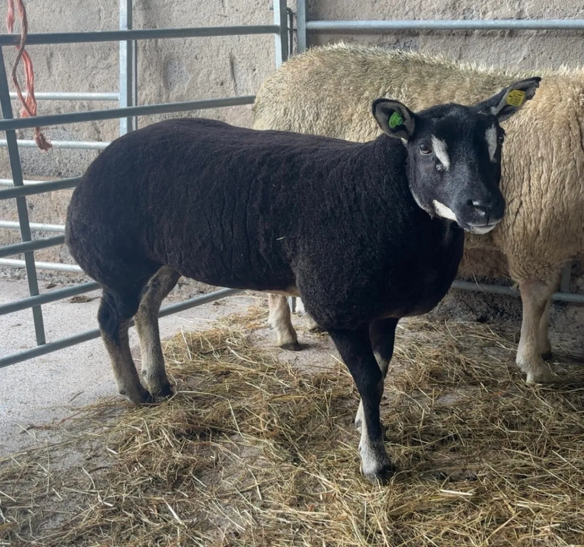 Badger Face Texel & Dutch Spotted lambs Available - Image 2