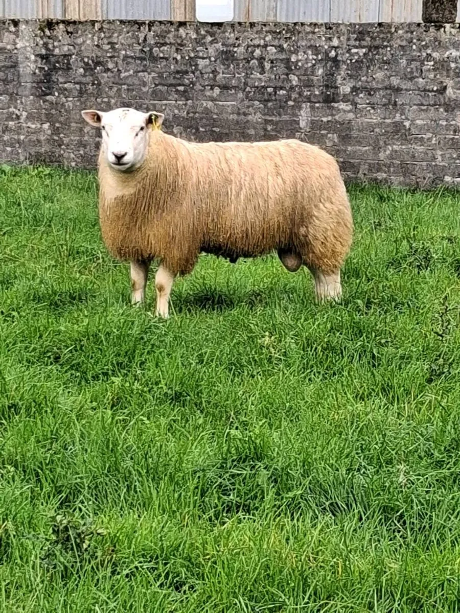 Athenry mart - Image 1