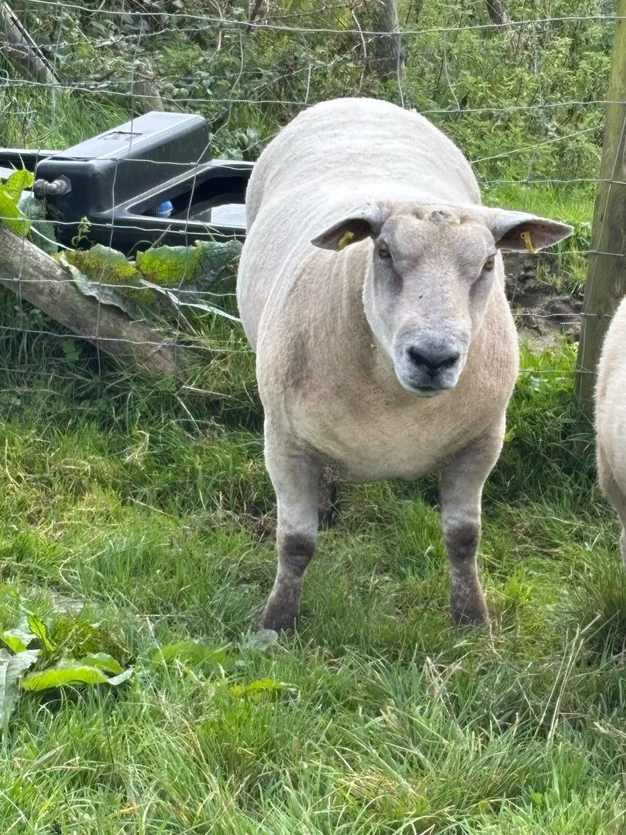Charlollais ram - Image 1