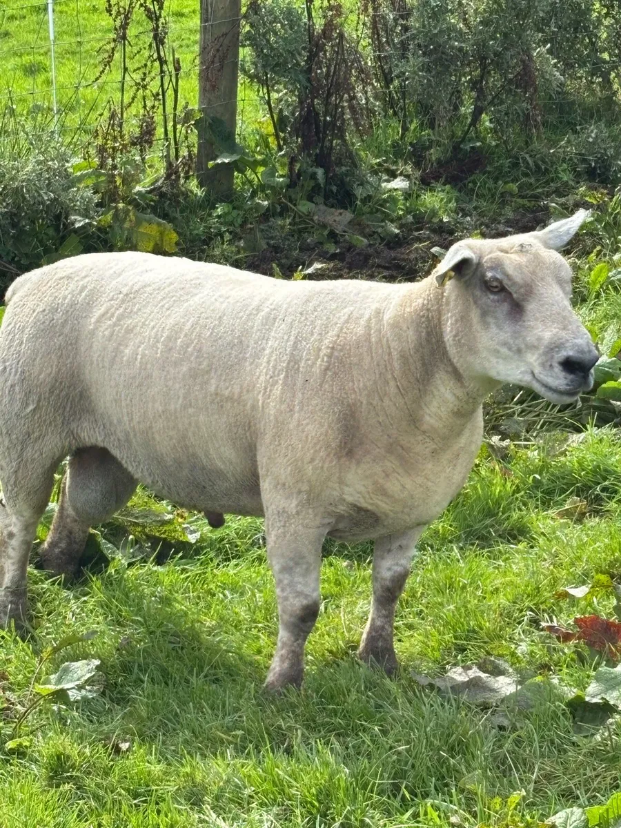 Charlollais ram - Image 2