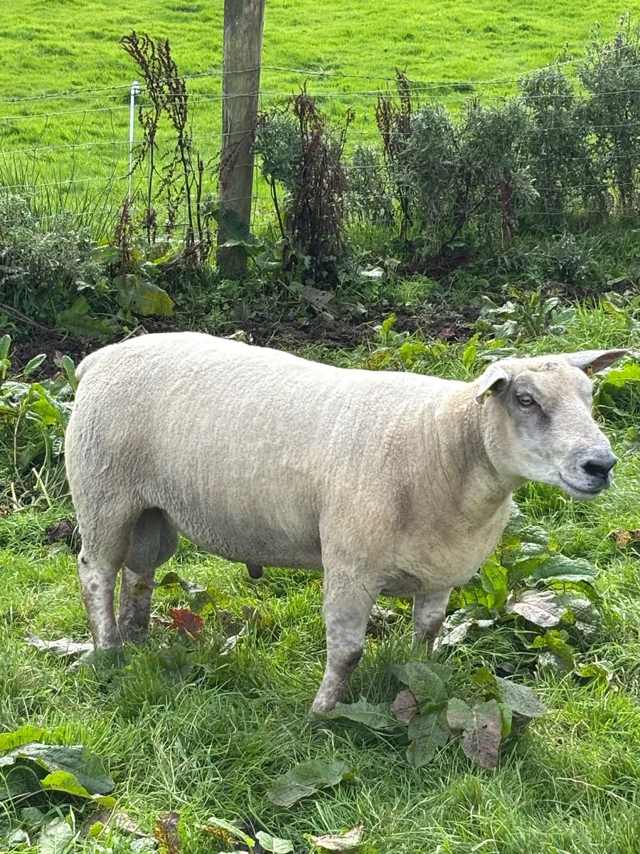 Charlollais ram - Image 3