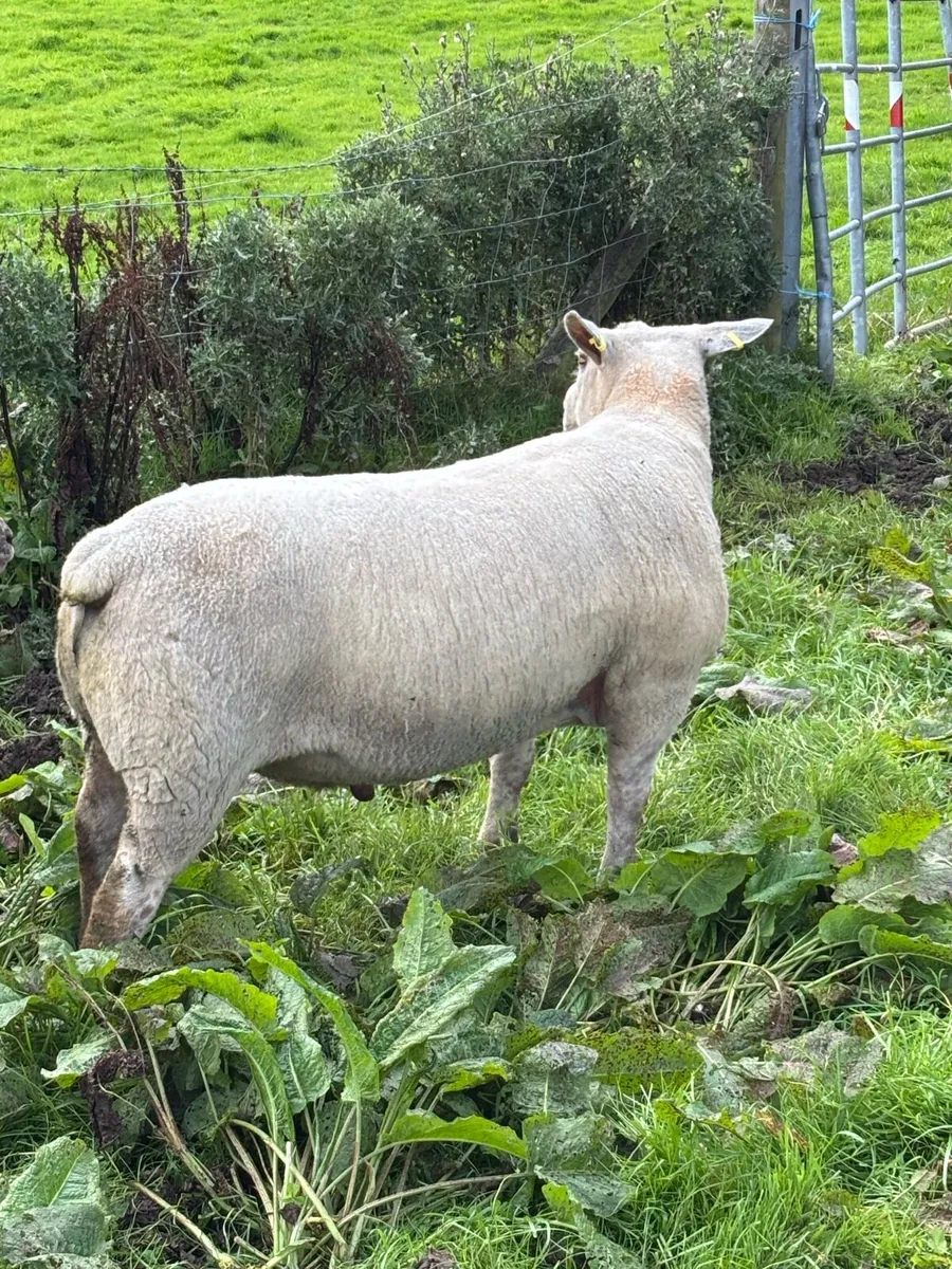Charlollais ram - Image 4