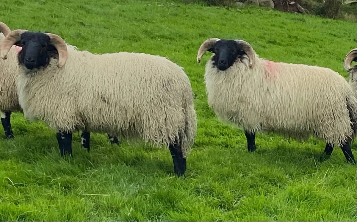 Mayo blackface Ram lambs and hogget rams - Image 1