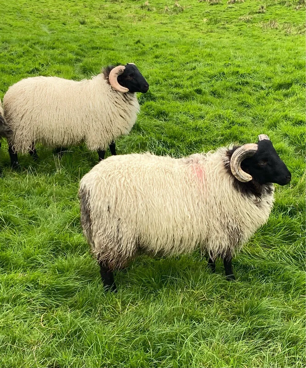 Mayo blackface Ram lambs and hogget rams - Image 2