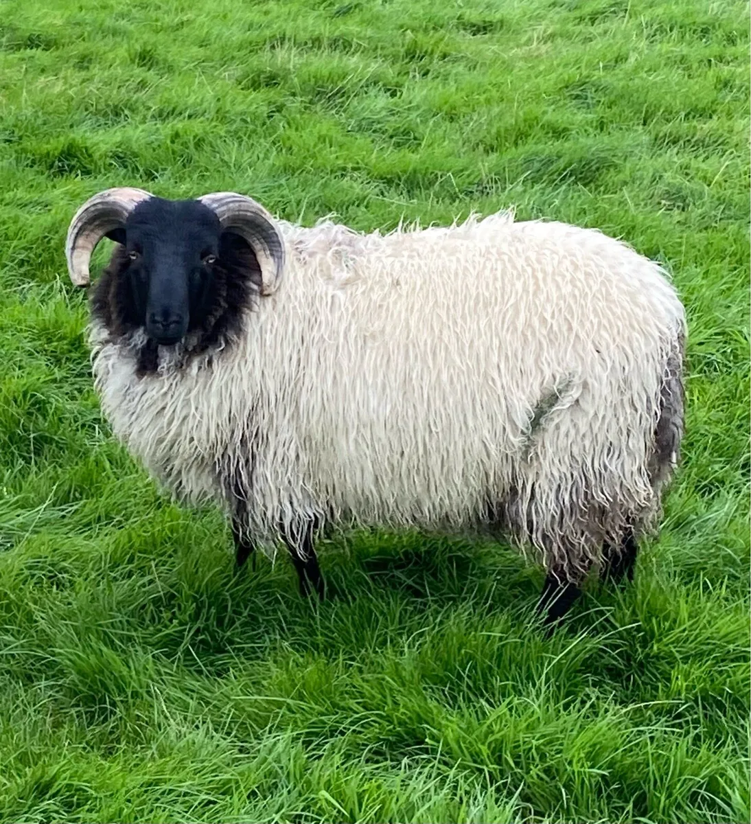 Mayo blackface Ram lambs and hogget rams - Image 3