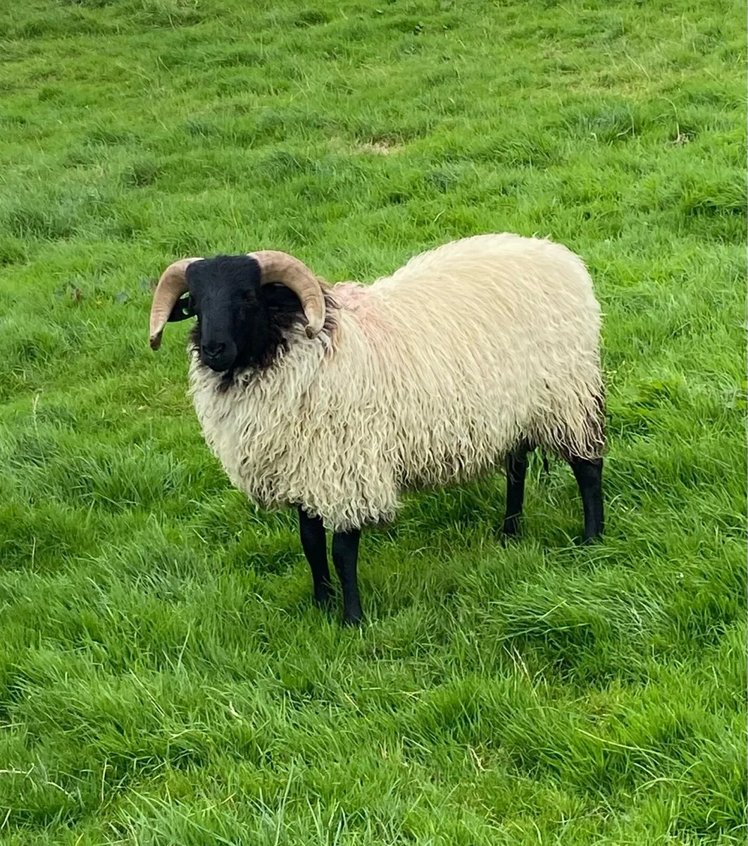 Mayo blackface Ram lambs and hogget rams - Image 4