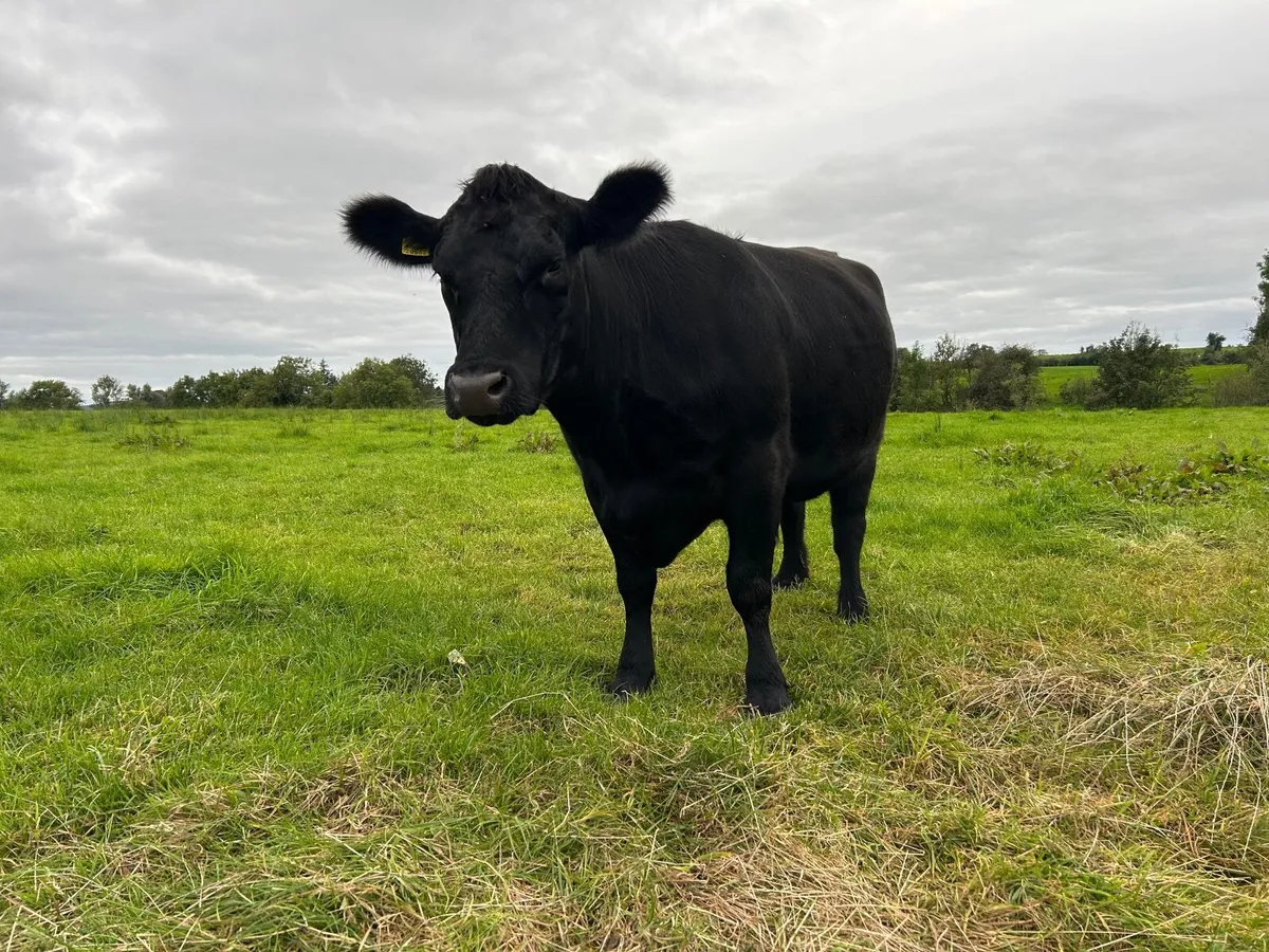 Angus  in calf heifer - Image 4
