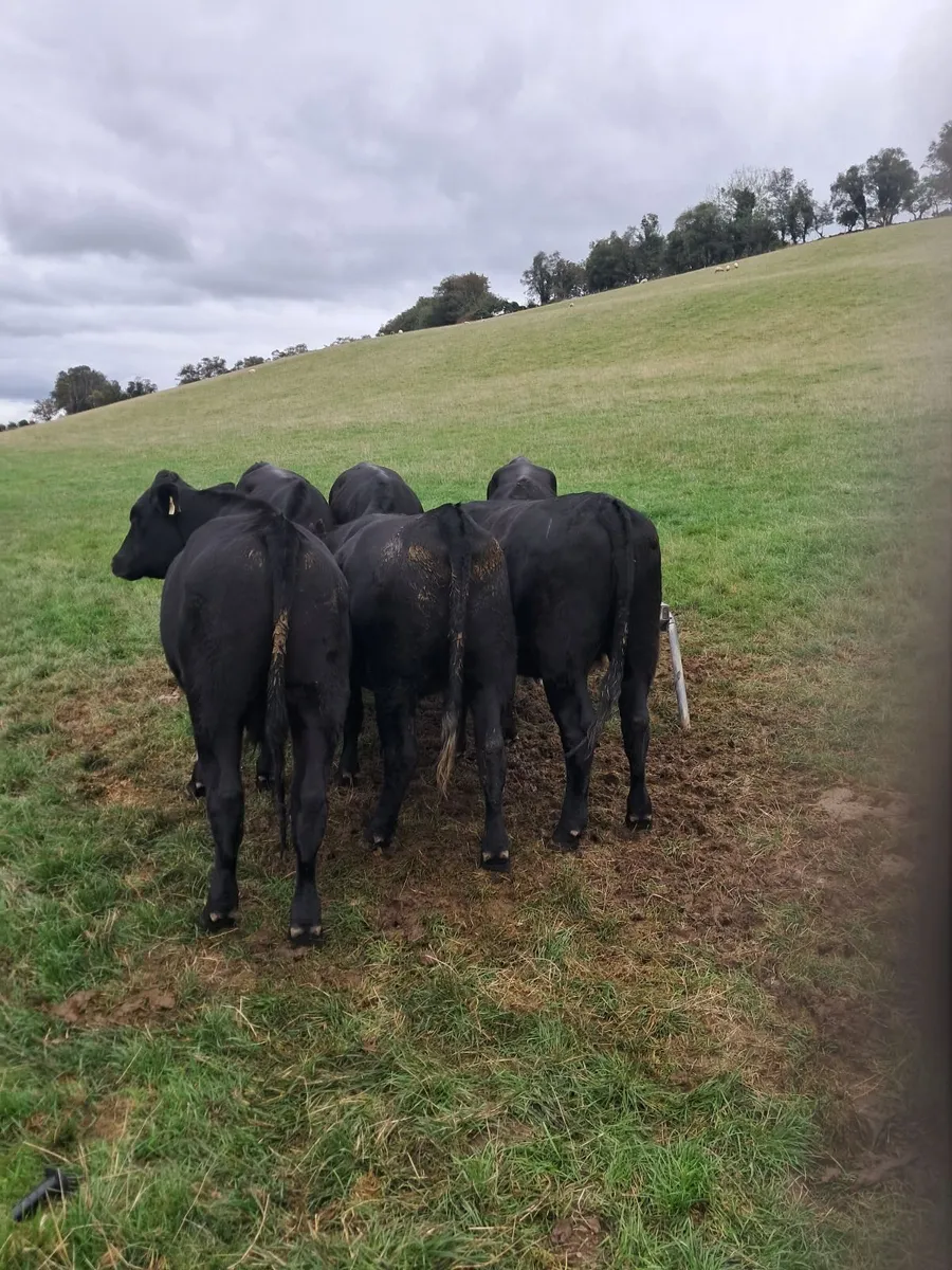 15 AA Bullocks - Image 1