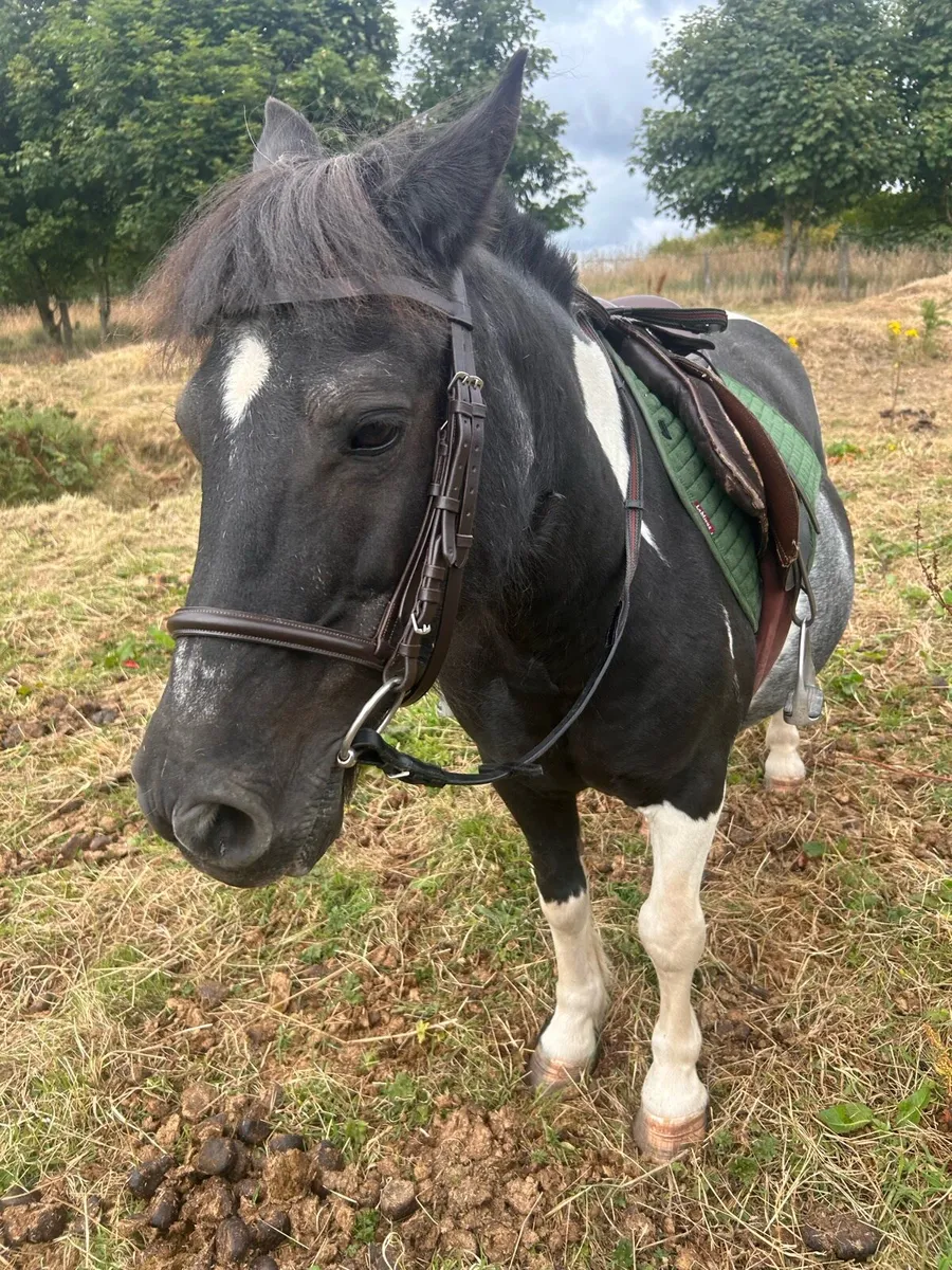 Shetland x pony - Image 1
