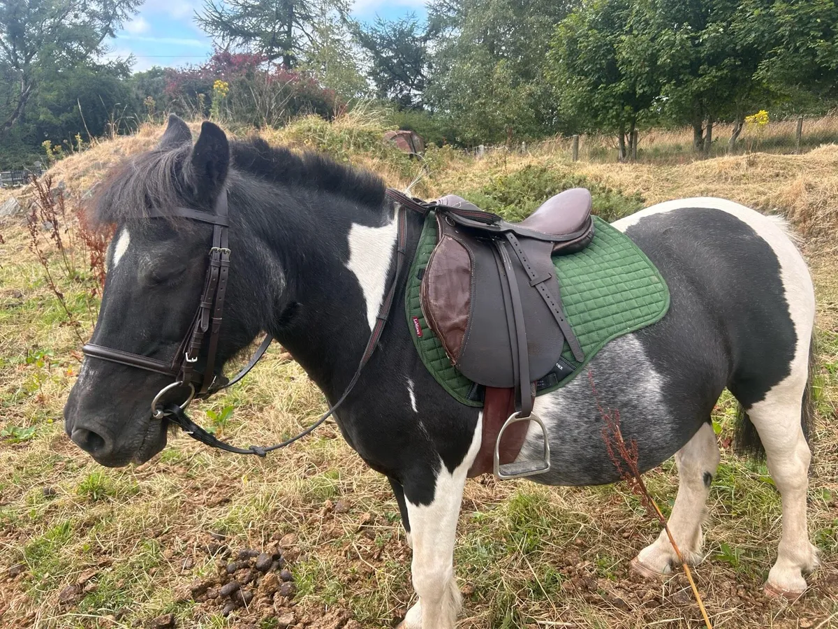Shetland x pony - Image 2