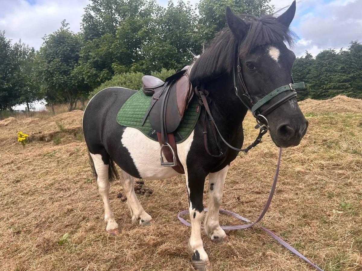 Shetland x pony - Image 3