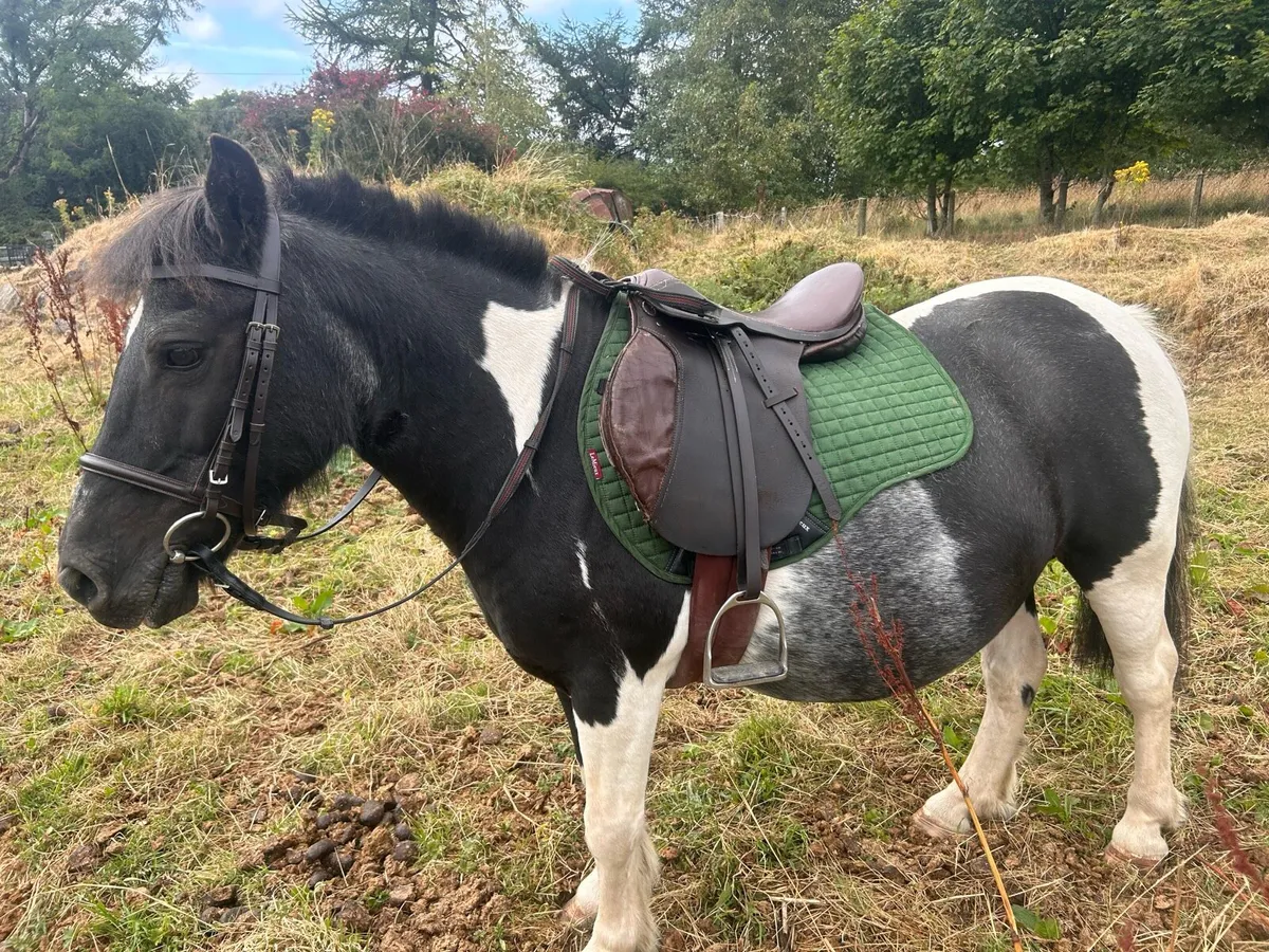 Shetland x pony - Image 4