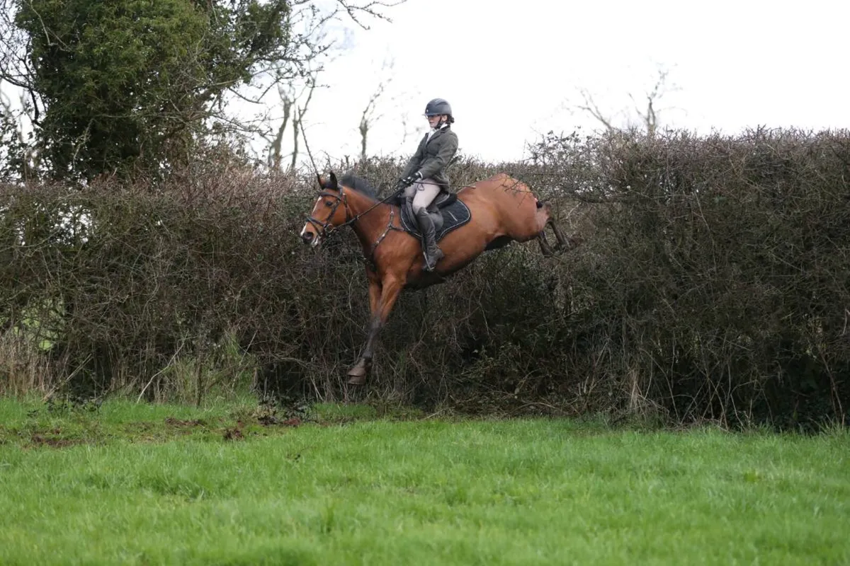 Breaking, schooling & Competiting Services - Image 2