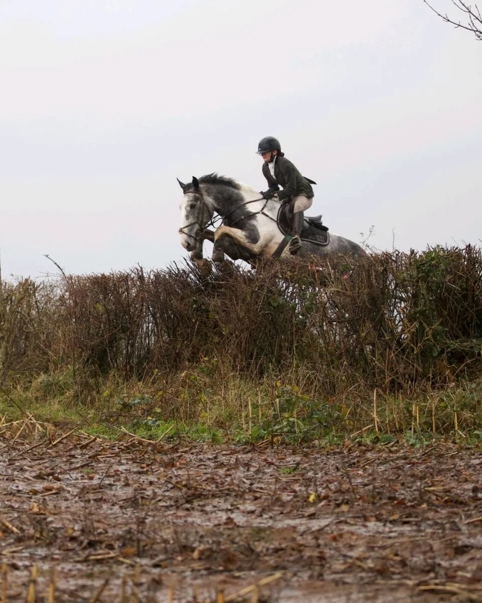 Breaking, schooling & Competiting Services - Image 3
