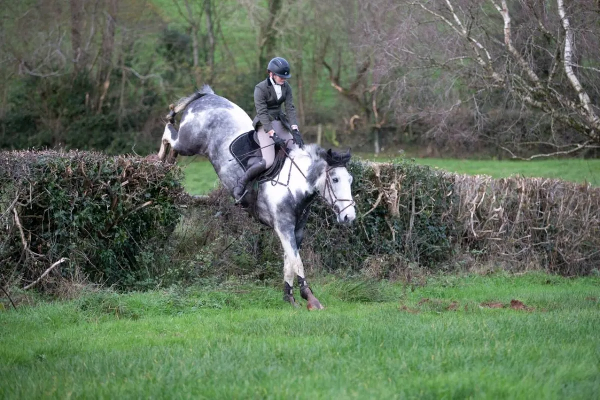 Breaking, schooling & Competiting Services - Image 4