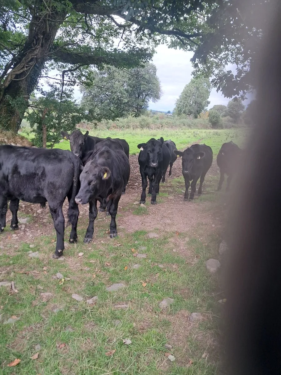 15 AA Bullocks - Image 2