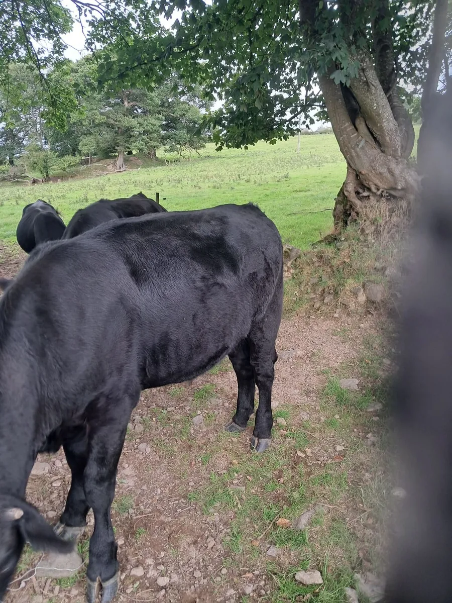 15 AA Bullocks - Image 3