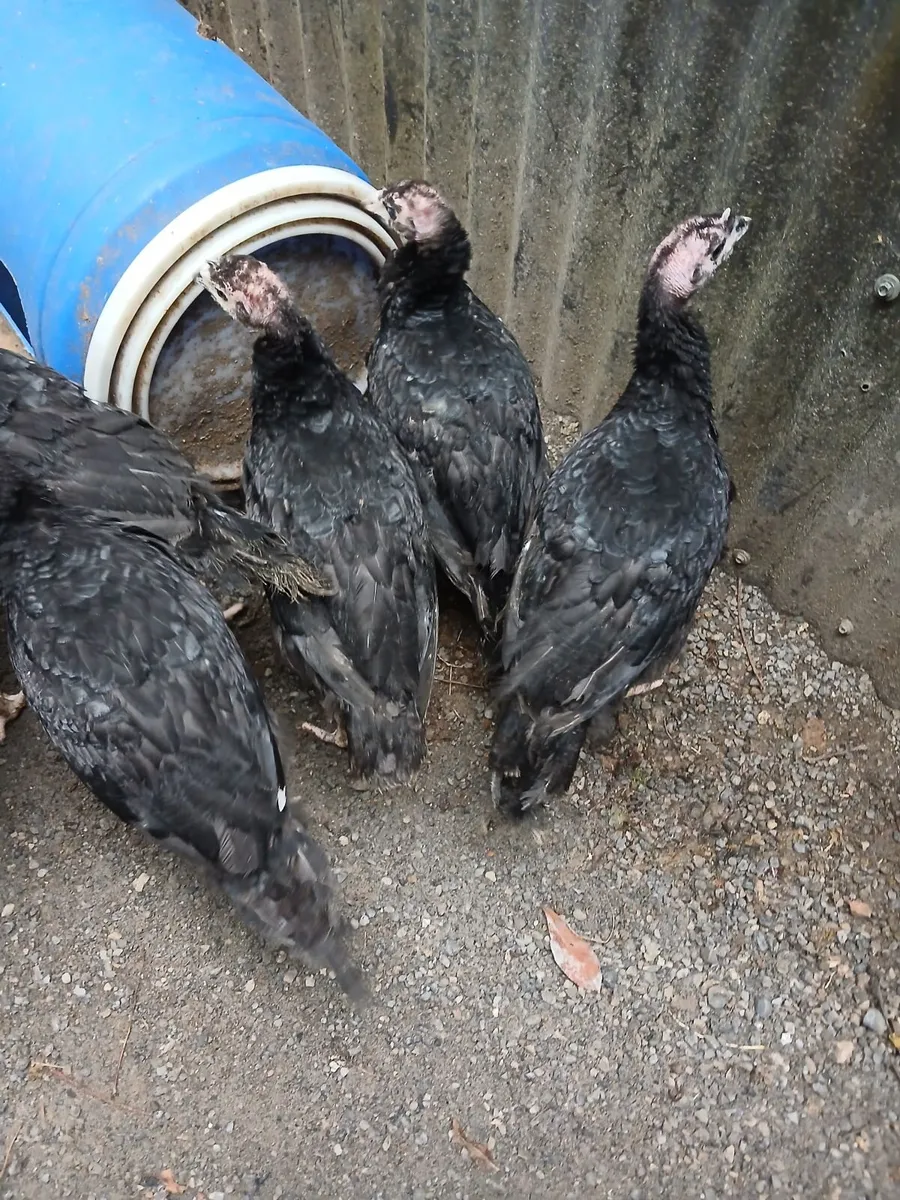 Farm Fresh Turkeys - Image 2