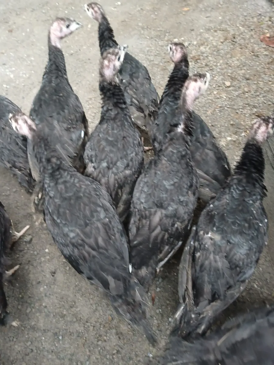 Farm Fresh Turkeys - Image 3