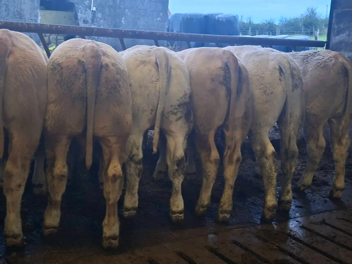 8 Smashing Charlaois bull Weanlings - Image 3