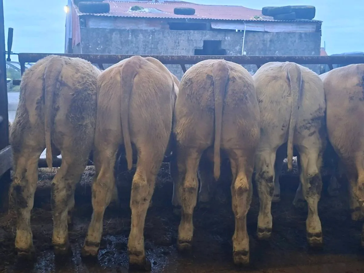 8 Smashing Charlaois bull Weanlings - Image 4