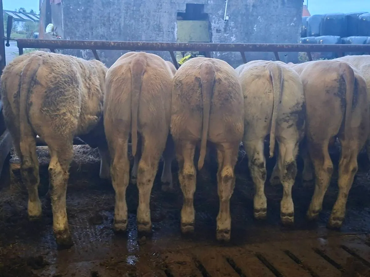 8 Smashing Charlaois bull Weanlings - Image 1