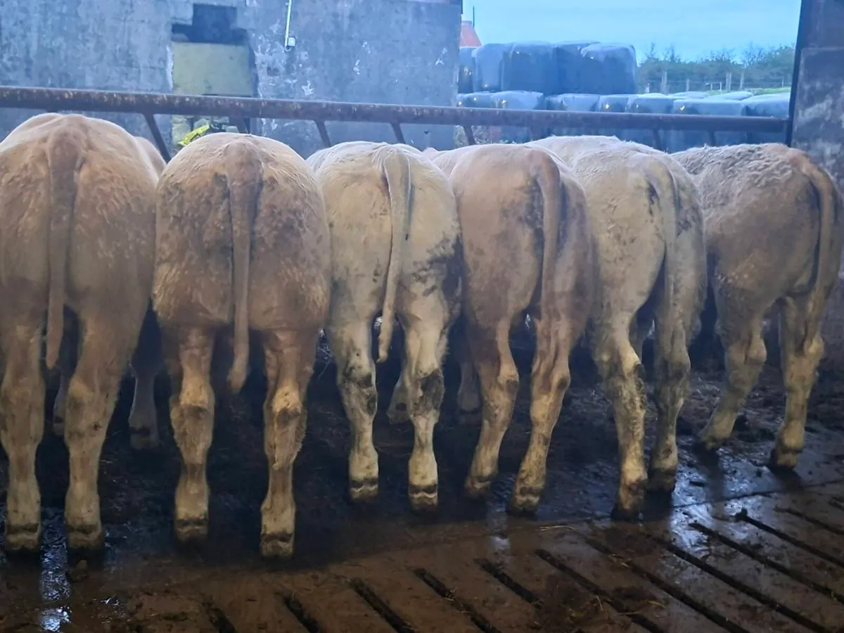 8 Smashing Charlaois bull Weanlings - Image 2