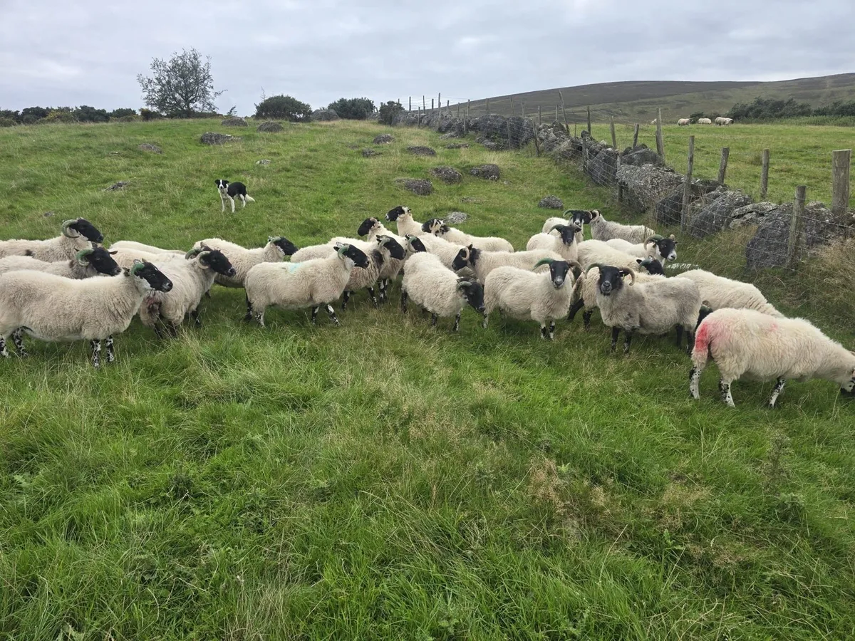 20 Horn ewes - Image 1