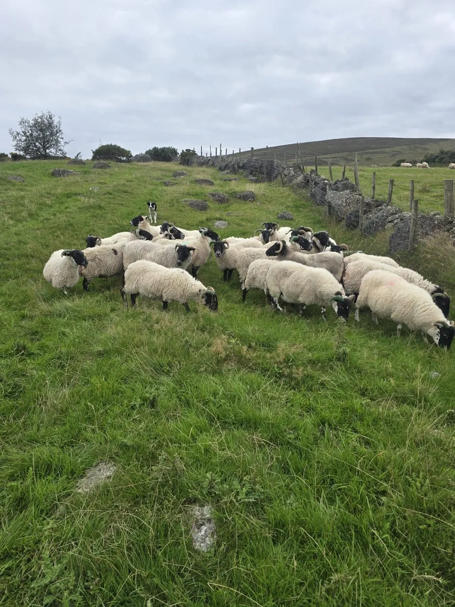 20 Horn ewes - Image 2