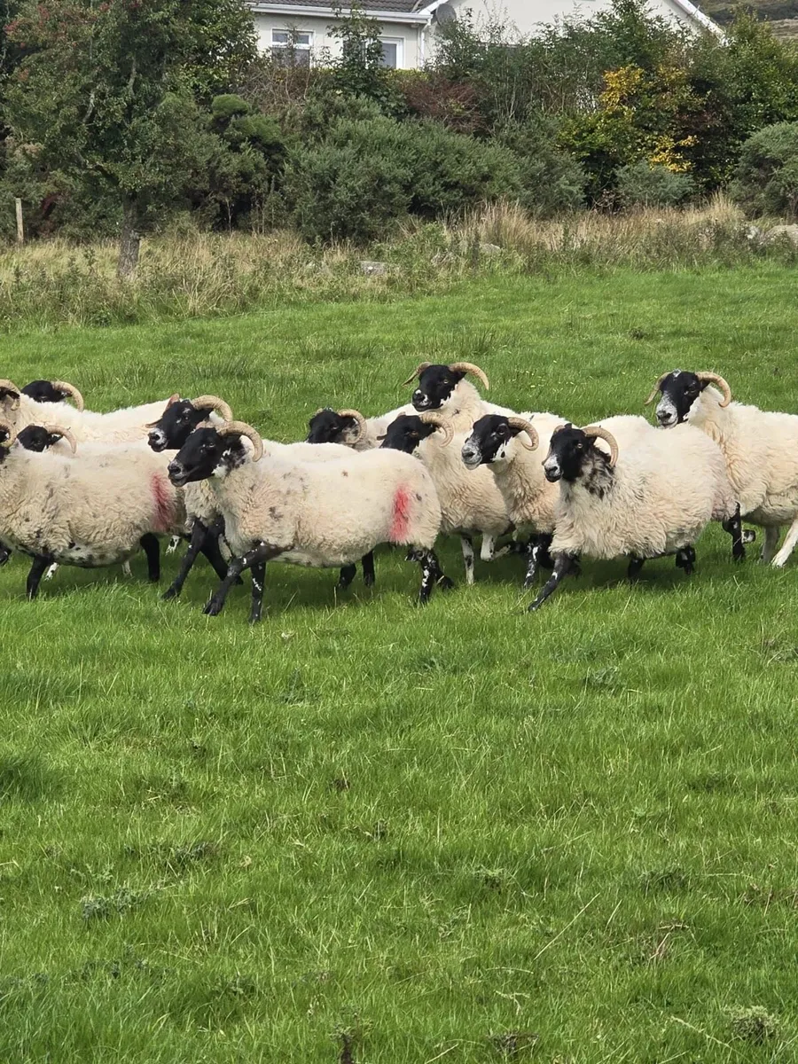 15 horn ewes - Image 1